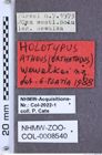 Etiketten zu Athous wewalkai (NHMW-ZOO-COL-0008540)